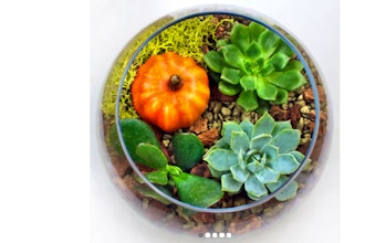 Plant Nite: Succulents in Rose Bowl with Fall Pumpkin